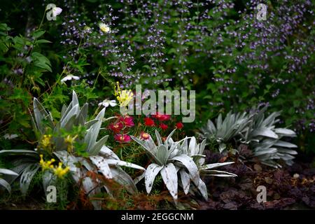 Celmisia semicordata david shackleton, Delosperma dyeri, linaria vulgaris peloria, gelbe und rote Blume, Blume, Blüte, Bodenabdeckung, Sukkulente, Sukkulen Stockfoto