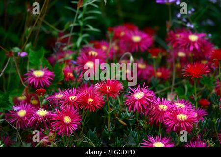 Delosperma dyeri, rote Blume, Blume, Blüte, Bodenabdeckung, Sukkulenten, Sukkulenten, RM floral Stockfoto