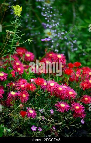 Delosperma dyeri, rote Blume, Blume, Blüte, Bodenabdeckung, Sukkulenten, Sukkulenten, RM floral Stockfoto