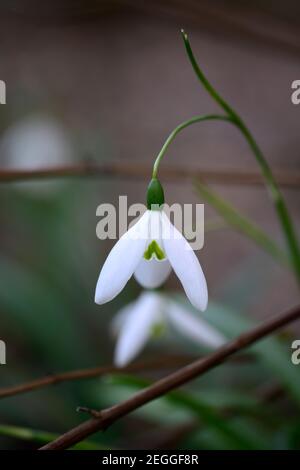 Galanthus elwesii Fliegen Angeln, Schneeglöckchen, Schneeglöckchen, Frühling, Blume, Blumen, Blüte, Garten, Gärten, Zimmer mit Blumenmuster Stockfoto