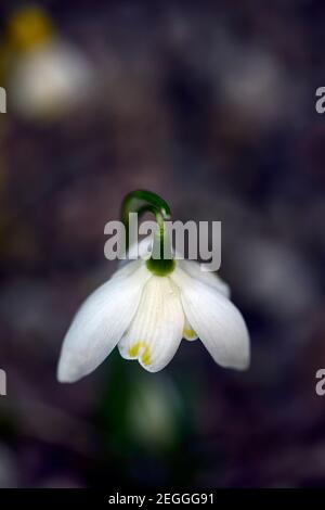 Galanthus nivalis forma pleniflorus Lady Elphinstone,Galanthus Lady Elphinstone,doppelter gelber Schneeglöckchen,gelber Schneeglöckchen,gelber Schneeglöckchen, Frühling, Blüte Stockfoto