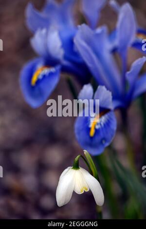 Galanthus nivalis forma pleniflorus Lady Elphinstone,Galanthus Lady Elphinstone,doppelter gelber Schneeglöckchen,gelber Schneeglöckchen,gelber Schneeglöckchen, Frühling, Blüte Stockfoto