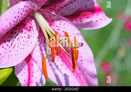 Rosa Orientalische Lilie (Lilium orientalis) mit pollenbedeckten Anthern. Stockfoto