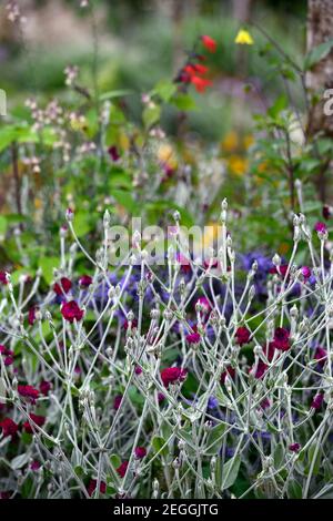 Lychnis coronaria Gärtner Welt, Eryngium X Zabelii Big Blue, Sea Holly, blaue Blumen, blau Blume, blühend, Rand, Rose campion, gemischte Grenze, Bett, planti Stockfoto