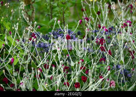 Lychnis coronaria Gärtner Welt, Eryngium X Zabelii Big Blue, Sea Holly, blaue Blumen, blau Blume, blühend, Rand, Rose campion, gemischte Grenze, Bett, planti Stockfoto