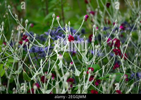 Lychnis coronaria Gärtner Welt, Eryngium X Zabelii Big Blue, Sea Holly, blaue Blumen, blau Blume, blühend, Rand, Rose campion, gemischte Grenze, Bett, planti Stockfoto