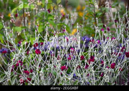 Lychnis coronaria Gärtner Welt, Eryngium X Zabelii Big Blue, Sea Holly, blaue Blumen, blau Blume, blühend, Rand, Rose campion, gemischte Grenze, Bett, planti Stockfoto