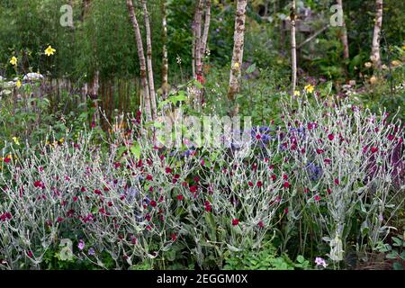 Lychnis coronaria Gärtner Welt, Eryngium X Zabelii Big Blue, Sea Holly, blaue Blumen, blau Blume, blühend, Rand, Rose campion, gemischte Grenze, Bett, planti Stockfoto