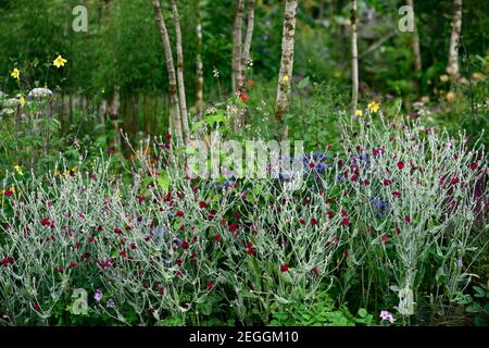 Lychnis coronaria Gärtner Welt, Eryngium X Zabelii Big Blue, Sea Holly, blaue Blumen, blau Blume, blühend, Rand, Rose campion, gemischte Grenze, Bett, planti Stockfoto