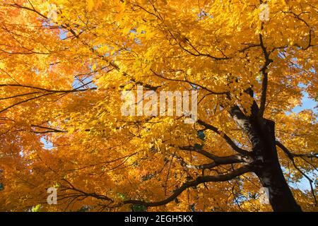Bäume mit Herbstlaub erstrahlen im Central Park in New York City NY USA. Stockfoto