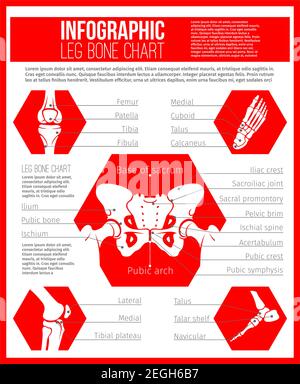 Anatomiediagramm der menschlichen Knochen für Medizin und Gesundheitswesen Themen Design. Skelettknochendiagramm von Hüfte, Fuß, Knie und Sprunggelenk mit Namen für Sanitäter Stock Vektor