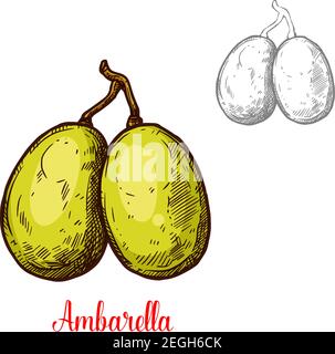 Ambarella Frucht Skizze isoliert Symbol. Vektor botanische Skizze Design von spondias dulcis ganze oder exotische tropische Juni Pflaume ganze Früchte für Marmelade oder Jui Stock Vektor