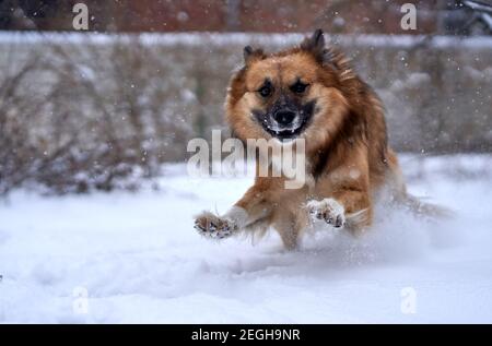 Ein Mischling, Mischlingshund oder Mutt läuft schnell im Schnee. Lustiges Foto des Laufhundes. Hund während des Laufs. Stockfoto