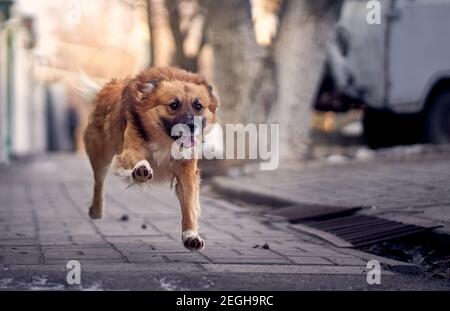 Ein Mischling, Mischlingshund oder Mutt läuft schnell. Lustiges Foto des Laufhundes. Hund während des Laufs. Stockfoto