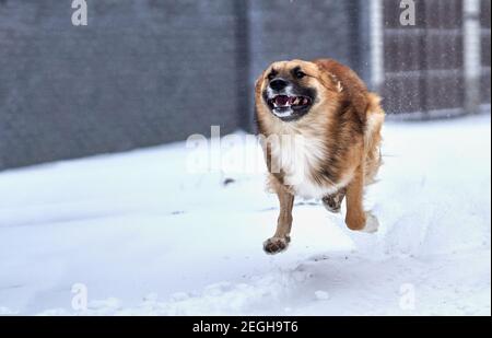 Ein Mischling, Mischlingshund oder Mutt läuft schnell im Schnee. Lustiges Foto des Laufhundes. Hund während des Laufs. Stockfoto