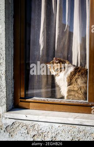 Nette Katze, die hinter dem Glas auf dem Fenster sitzt und draußen beobachtet, Blick im Freien. Stockfoto