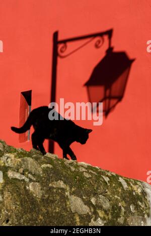 Schwarze Katze auf der Straße. Der Schatten der Laterne, der rote Hintergrund der Wand. Stockfoto