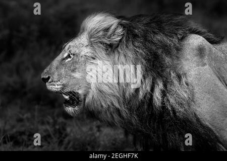 Schwarz-Weiß-Foto von einem großen wütend brüllenden Löwen. Profil Porträt des Königs des Dschungels. Big Five. Safari Game Drive. Wilde Tiere Afrikas Stockfoto