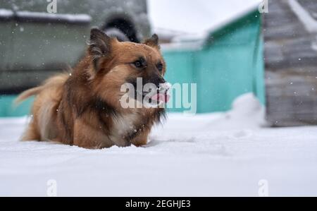 Ein Mischlingshund oder ein Murmeltierchen liegt im Schnee. Ein Schuss Mischlingshund konzentriert sich auf die Schnauze des Hundes mit einer Zunge aus und weiße Nase. Stockfoto