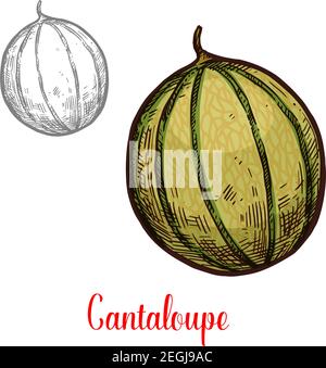 Cantaloupe exotisches Obst Skizze Design. Frisches vegetarisches Ernährungskonzept. Cantaloupe handgezeichnetes Zeichen isoliert auf weißem Hintergrund. Exotische tropische Fr. Stock Vektor