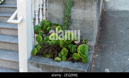 Schöne Sukkulente in Vase vor einem Haus an der Straße Stockfoto