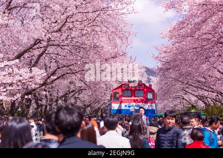 JINHAE, SÜDKOREA - MÄRZ 30,2019: Kirschblüte mit Zug im Frühling in Korea ist der beliebte Kirschblütenbeobachtespot, jinhae Südkorea. Stockfoto