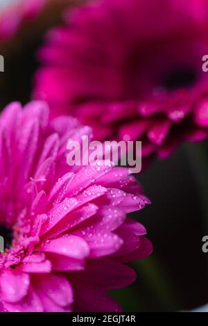 Nahaufnahme der Blütenblätter der rosa Gänseblümchen mit Wassertröpfchen bedeckt. Stockfoto