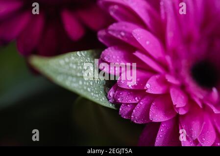 Nahaufnahme der Blütenblätter der rosa Gänseblümchen mit Wassertröpfchen bedeckt. Stockfoto