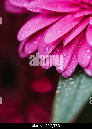 Nahaufnahme der Blütenblätter der rosa Gänseblümchen mit Wassertröpfchen bedeckt. Stockfoto