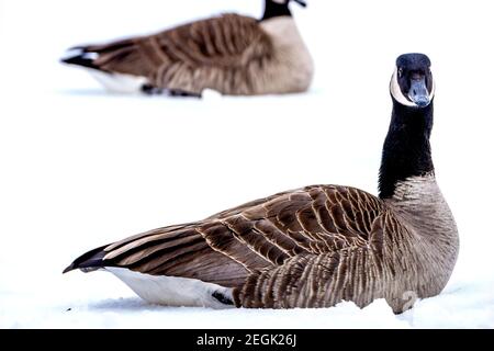 Kanadische Gans ruht im frischen Schnee Stockfoto