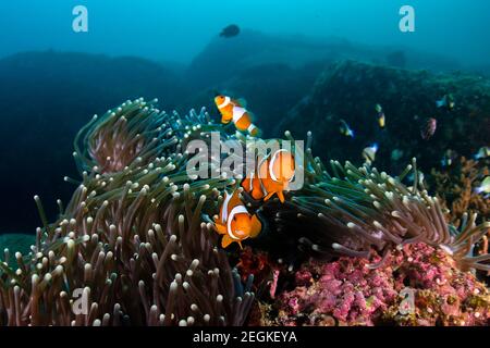 Eine Familie von niedlichen Clownfish in ihrem Haus anemone auf Ein Korallenriff Stockfoto