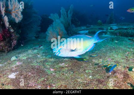 Ein Papageienfisch, der sich im Morgengrauen auf einem dunklen Korallenriff ernährt Stockfoto