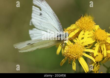 Kohl Weißer Schmetterling Fütterung auf Ragwürze Stockfoto