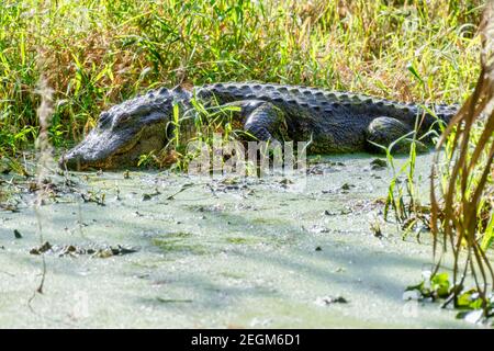 American Florida Alligator beim Sonnen im Sumpf im Circle B Bar Reserve, Lakeland, Florida, USA Stockfoto