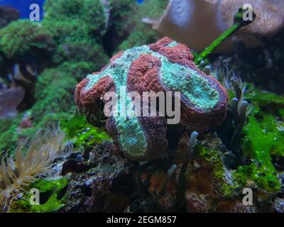 Hirnkoralle, Lobophyllie - (Lobophyllie hemprichii) Stockfoto
