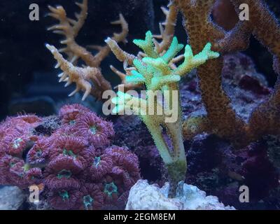 Birdsnest sps bunte Koralle - Seriatopora sp. (Pocilloporidae) Stockfoto