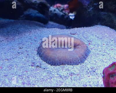 Hirnkoralle, Lobophyllie - (Lobophyllie hemprichii) Stockfoto