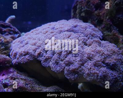 Euphyllia cristata - verzweigte Trauben LPS Koralle Stockfoto