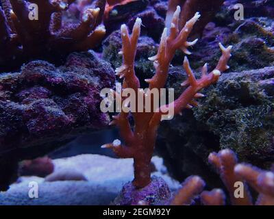 Birdsnest sps bunte Koralle - Seriatopora sp. (Pocilloporidae) Stockfoto