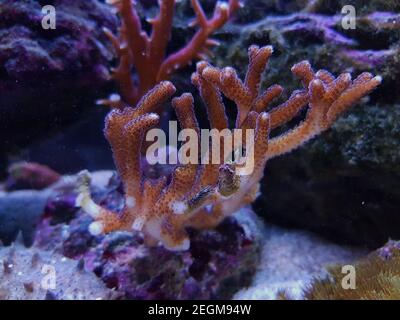 Birdsnest sps bunte Koralle - Seriatopora sp. (Pocilloporidae) Stockfoto