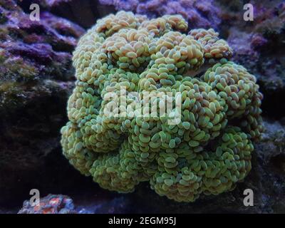 Euphyllia cristata - verzweigte Trauben LPS Koralle Stockfoto