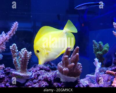 Yellow Tang, hawaiianischer Fisch - ( Zebrasoma flavescens ) Stockfoto