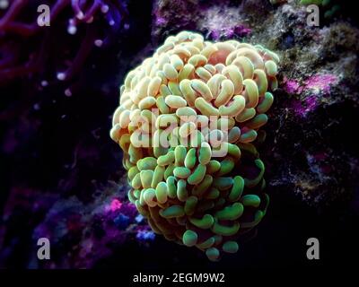 Euphyllia cristata - verzweigte Trauben LPS Koralle Stockfoto