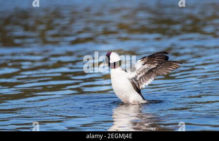 Ein männlicher bufflehead Tauchente ' Bucephala albeola ' streckt seine Flügel in einer Lagune in Kanada. Stockfoto