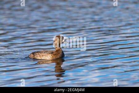 Eine weibliche kleine Scaup Ente 'Aythya affinis' schwimmt und Tauchgänge in einer Lagune in Kanada Stockfoto