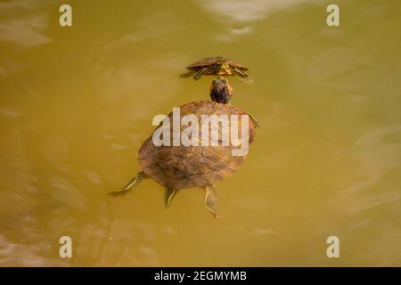 Zwei Rotohrschildkröten, Rotohrige Slider (Trachemys scripta elegans, Pseudemys scripta elegans), schwimmen in einem Teich. Dhaka, Bangladeseh. Stockfoto