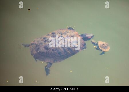 Zwei Rotohrschildkröten, Rotohrige Slider (Trachemys scripta elegans, Pseudemys scripta elegans), schwimmen in einem Teich. Dhaka, Bangladeseh. Stockfoto