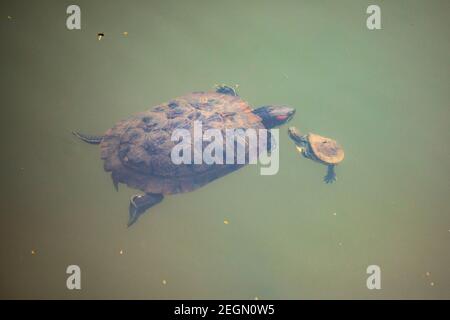 Zwei Rotohrschildkröten, Rotohrige Slider (Trachemys scripta elegans, Pseudemys scripta elegans), schwimmen in einem Teich. Dhaka, Bangladeseh. Stockfoto