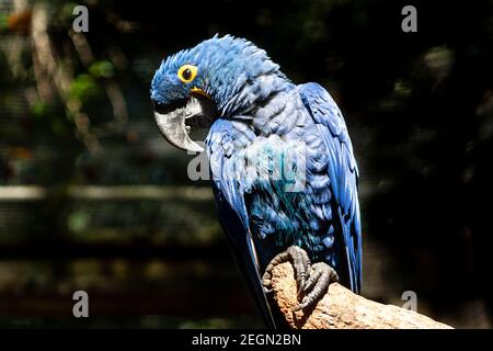 Blauer Ara oder Hyazinthara (Anodorhynchus hyacinthus) Stanzen auf einer Niederlassung in Brasilien Stockfoto