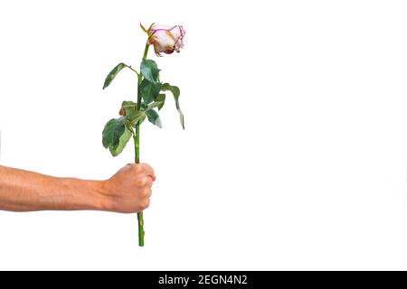Hand mit verdorrter Rose auf weißem Hintergrund. Enttäuschung oder scheitern in der Liebe Stockfoto